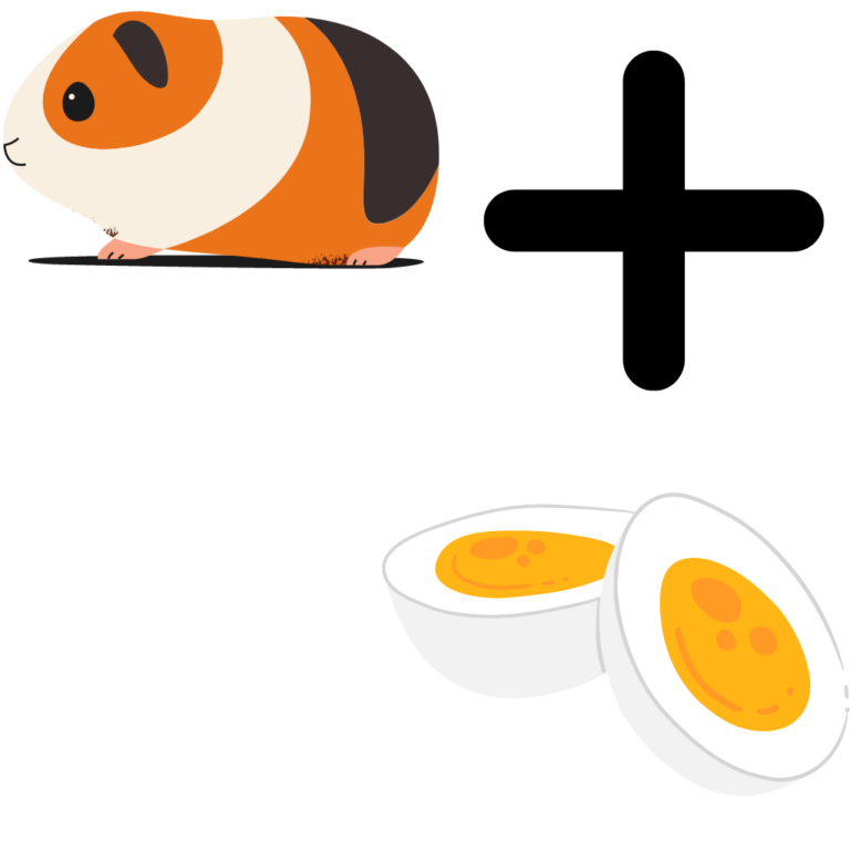 Kan hamstrar äta ägg?